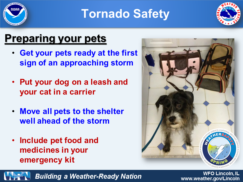 What to do with your pet in a tornado